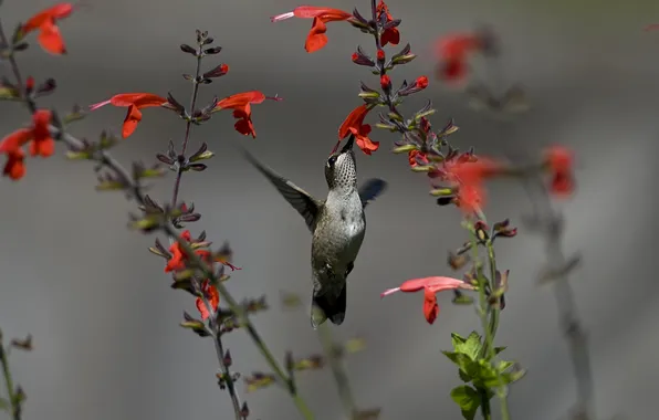 Picture flowers, bird, Hummingbird, red