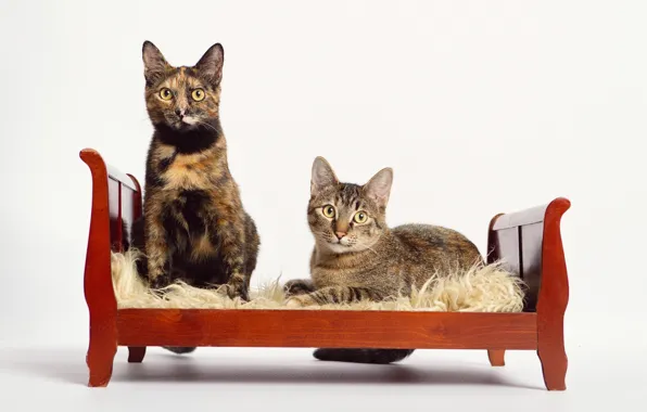 Cat, Cat, Two