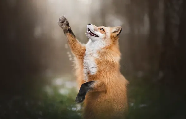 Forest, pose, paw, Fox, Fox