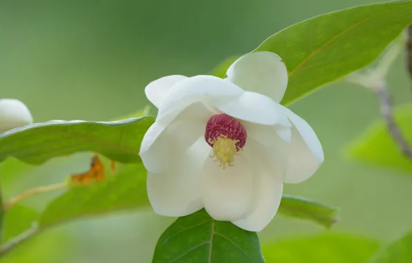 Picture flower, white, Magnolia