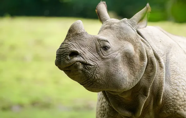 Nature, background, Rhino