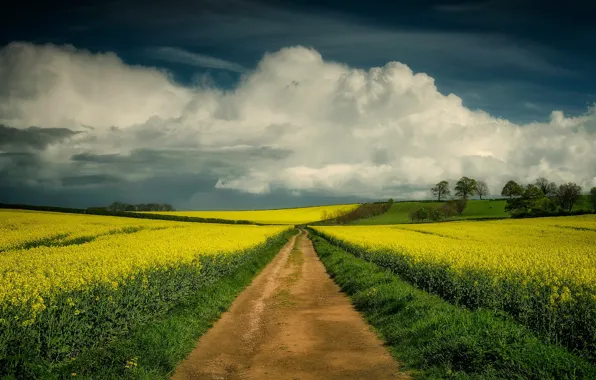 Road, field, clouds, trees, landscape, flowers, hills, rape