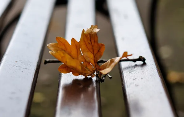Picture bench, sheet, branch, autumn