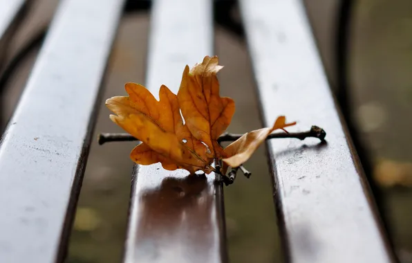 Bench, sheet, branch, autumn