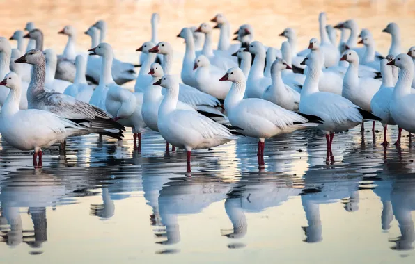 New Mexico, Snow Geese, Anser caerulescens, Bosque del Apache