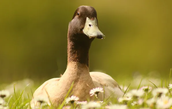 NATURE, FLOWERS, DUCK, WEED
