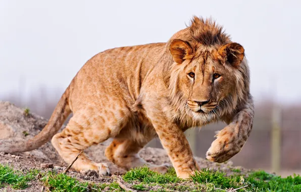 Picture grass, nature, predator, paws, mane, ears, young lion, Animal
