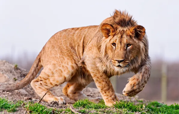 Grass, nature, predator, paws, mane, ears, young lion, Animal