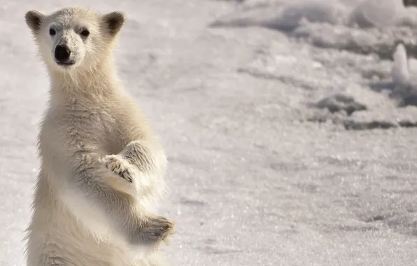 White, snow, north, arctic, Bear, pole, polar