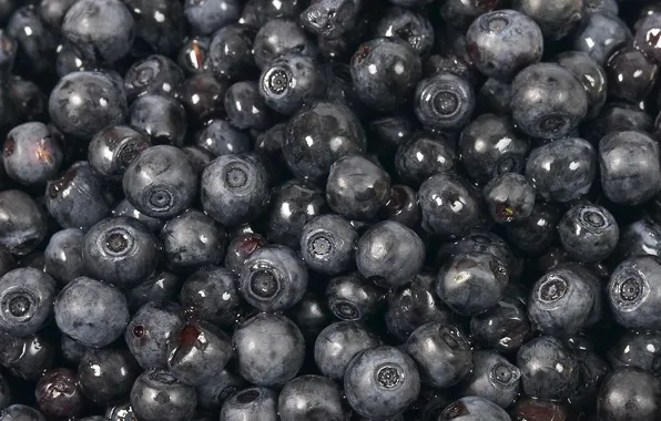 Picture macro, blueberries, berry