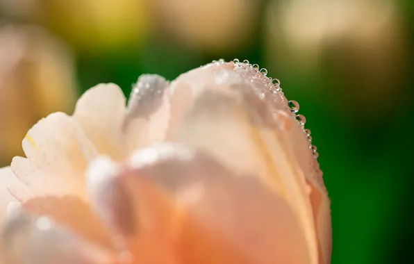 Flower, drops, macro, Rosa, Tulip