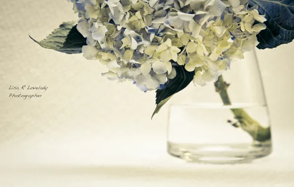 Picture macro, Flowers, vase