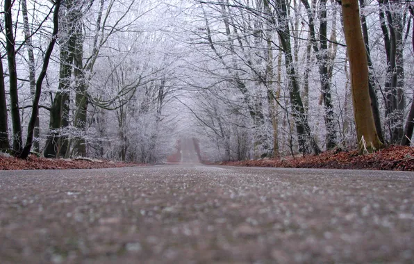 Road, trees, overcast, the distance, fallen leaves, snow, late autumn, eel