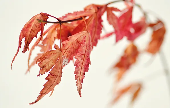 Autumn, leaves, nature