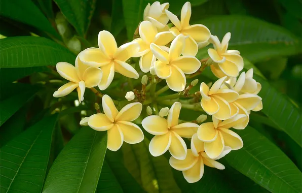 Plumeria, frangipani, inflorescence