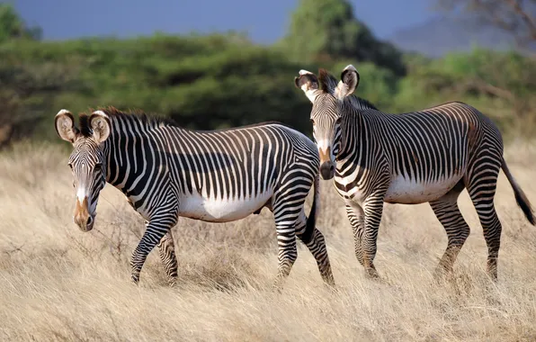 Picture white, black, zebra, Equus Grevyi