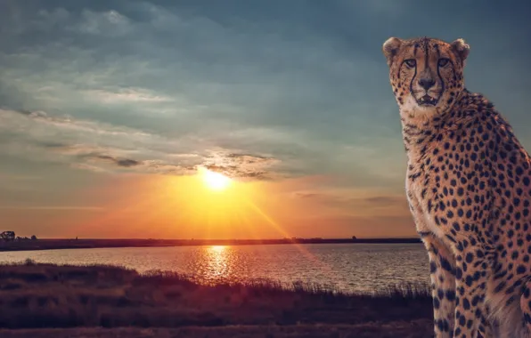 Picture sunset, lake, Cheetah, Savannah, wild cat