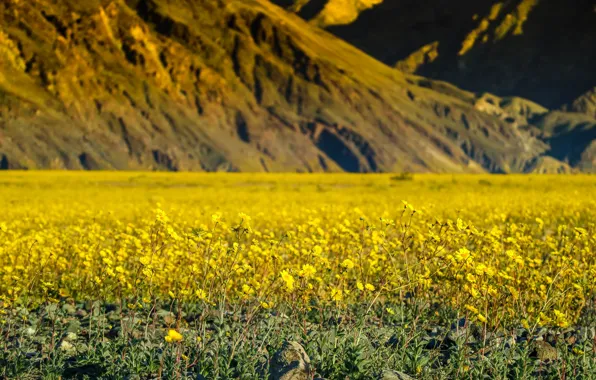 Picture flowers, mountains, spring, CA, USA, Death Valley
