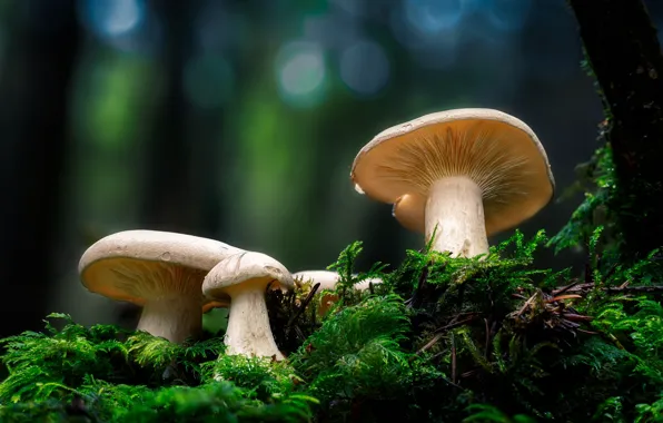 Light, nature, the dark background, mushrooms, mushroom, moss, bokeh, family