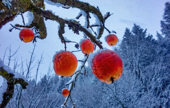 Winter, frost, snow, trees, branches, red, nature, apples