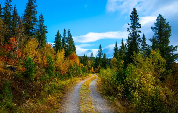 Picture road, autumn, forest, blue, ate