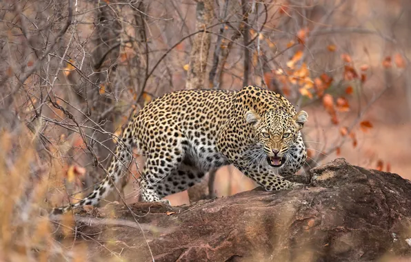 Autumn, forest, leaves, branches, stone, predator, leopard, grin