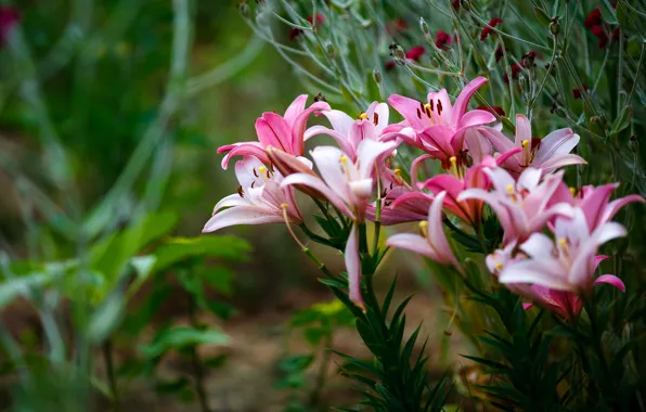 Summer, flowers, Lily, garden, pink, flowerbed, carnation, bokeh