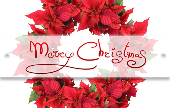Leaves, red, holiday, the inscription, new year, Christmas, white background, wreath