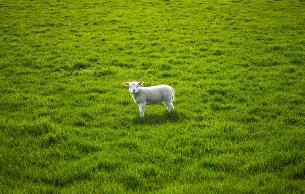 Greens, field, grass, pasture, lamb, cub, sheep, sheep
