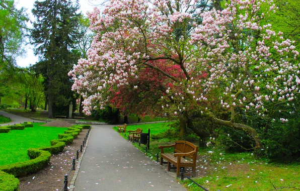 Park, tree, spring, alley, magnolia, twigs, blooming