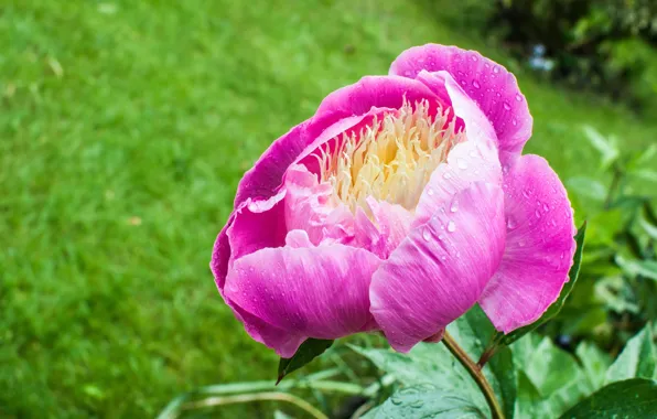 Drops, macro, pink, petals, Bud, peony