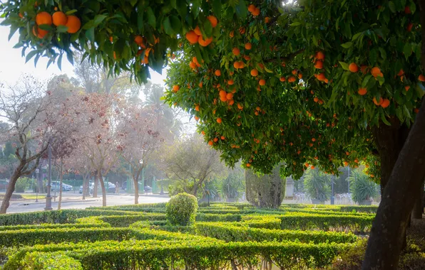 The sky, grass, trees, nature, fog, lawn, plants, oranges