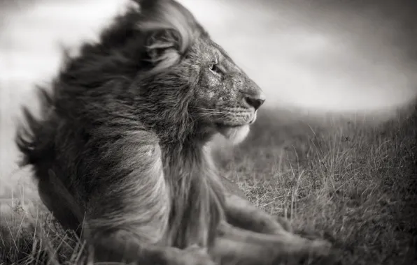 Nature, photo, predator, Leo, the king of beasts, Savannah