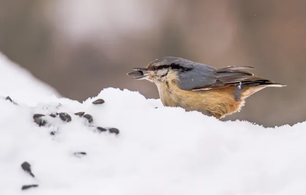 Winter, snow, birds, nuthatch, holds a seed
