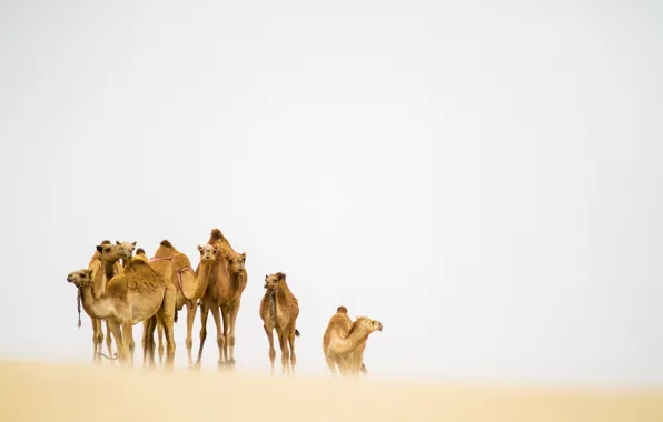 Picture desert, camels, sandstorm