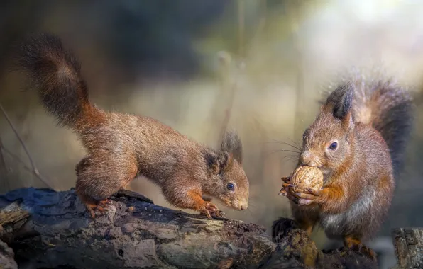 Picture animals, nature, walnut, wood, proteins, rodents, Roberto Aldrovandi