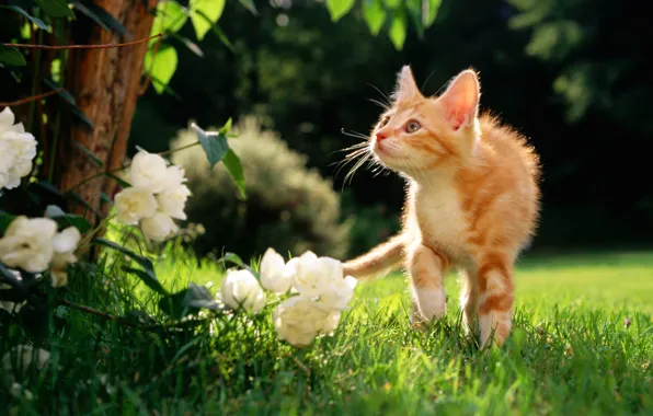 Picture flowers, weed, a ginger cat