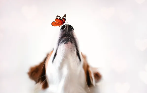 Picture background, butterfly, dog