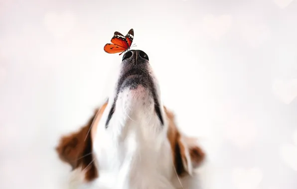 Background, butterfly, dog