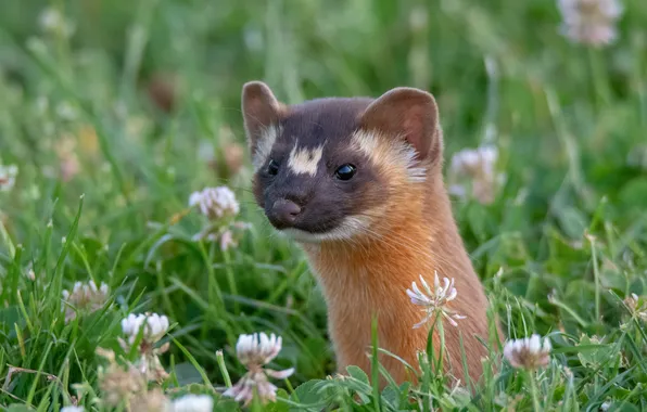 Flowers, glade, portrait, clover, weasel, face, ferret, ferret