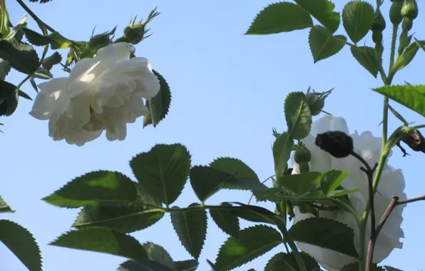 Flowers, Bush, Leaves, Roses, White, Meduzanol ©, Summer 2018