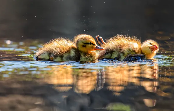 Light, a couple, ducklings, two, Chicks, pond, flounder