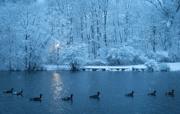 Winter, frost, forest, snow, trees, birds, branches, lake