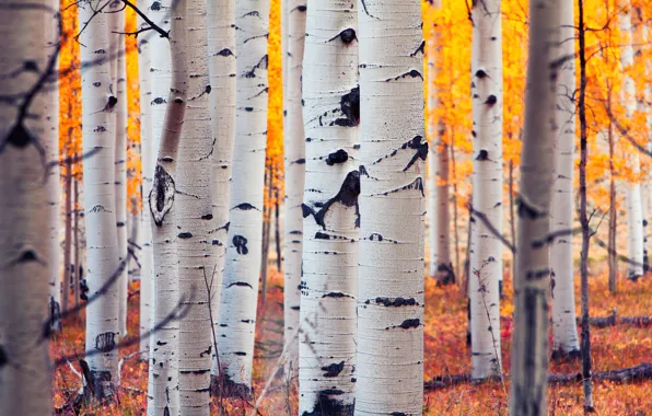 Autumn, forest, leaves, Colorado, USA, grove, aspen, Aspen