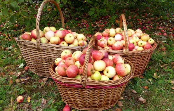 Picture apples, garden, basket