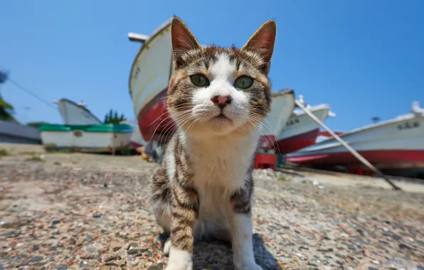 Picture cat, cat, interest, boats, muzzle