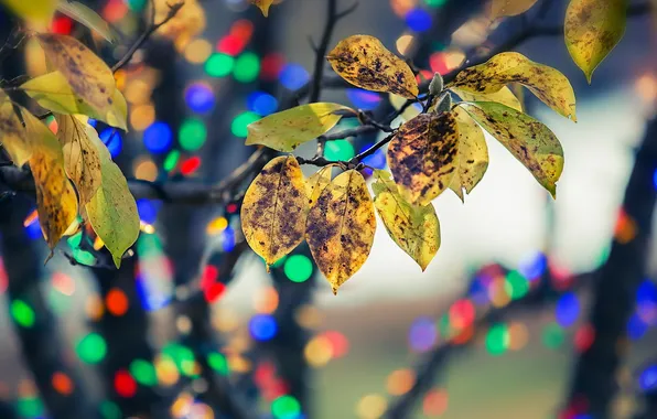 Leaves, nature, background