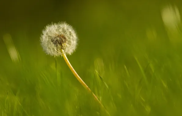 Picture grass, dandelion, blur