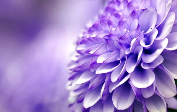 Flower, purple, macro, chrysanthemum
