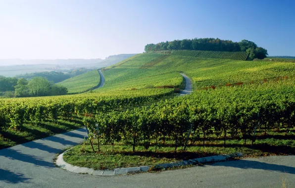 Picture road, Germany, the vineyards